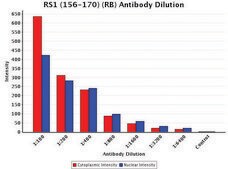 Anti-RS1 (156-170) antibody produced in rabbit IgG fraction of antiserum, buffered aqueous solution