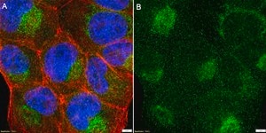 Anti-BNIP3 Antibody, clone 1G21 ZooMAb&#174; Rabbit Monoclonal recombinant, expressed in HEK 293 cells