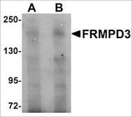 Anti-FRMPD3 antibody produced in rabbit affinity isolated antibody, buffered aqueous solution