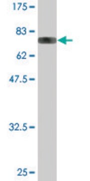 Monoclonal Anti-YARS antibody produced in mouse clone 2F3, ascites fluid