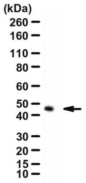 Anti-ZNT3 pAb Antibody from rabbit, purified by affinity chromatography