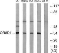 Anti-OR8D1 antibody produced in rabbit affinity isolated antibody