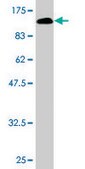 Monoclonal Anti-VCAM1 antibody produced in mouse clone 1H6, purified immunoglobulin, buffered aqueous solution