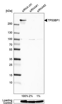 Anti-TP53BP1 antibody produced in rabbit Prestige Antibodies&#174; Powered by Atlas Antibodies, affinity isolated antibody, buffered aqueous glycerol solution