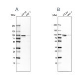 Anti-ENAH antibody produced in rabbit Prestige Antibodies® Powered by Atlas Antibodies, affinity isolated antibody, buffered aqueous glycerol solution, ab2