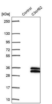 Anti-C3orf62 antibody produced in rabbit Prestige Antibodies&#174; Powered by Atlas Antibodies, affinity isolated antibody, buffered aqueous glycerol solution
