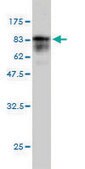 Monoclonal Anti-TEX13A antibody produced in mouse clone 3B10, purified immunoglobulin, buffered aqueous solution