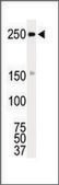 Anti-ROS (N-term) antibody produced in rabbit IgG fraction of antiserum, buffered aqueous solution