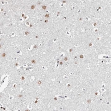 Anti-ORC1 antibody produced in rabbit Prestige Antibodies&#174; Powered by Atlas Antibodies, affinity isolated antibody, buffered aqueous glycerol solution