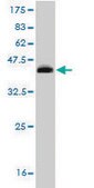 ANTI-RORB antibody produced in mouse clone 1E5, purified immunoglobulin, buffered aqueous solution