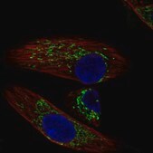 Anti-DEPTOR antibody produced in rabbit Prestige Antibodies® Powered by Atlas Antibodies, affinity isolated antibody, buffered aqueous glycerol solution, Ab2