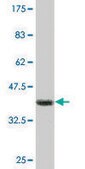 Monoclonal Anti-CSDA antibody produced in mouse clone 1H5, purified immunoglobulin, buffered aqueous solution