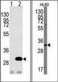 Anti-UBTD1 (N-term) antibody produced in rabbit Ig fraction of antiserum, buffered aqueous solution