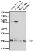 Anti-FGF1 Antibody, clone 3X3E5, Rabbit Monoclonal