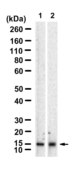 Anti-HBA1/HBA2 Antibody, clone 3I10 ZooMAb® Rabbit Monoclonal recombinant, expressed in HEK 293 cells
