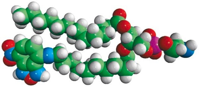 14:0-12:0 NBD PE Avanti Polar Lipids 810152P, powder