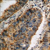 Anti-phospho-IRS-1 (pSer636) antibody produced in rabbit affinity isolated antibody