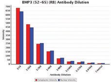 Anti-BMP3 (52-65) antibody produced in rabbit IgG fraction of antiserum, buffered aqueous solution