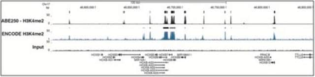Anti-dimethyl Histone H3 (Lys4) Antibody from rabbit, purified by affinity chromatography