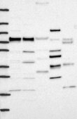 Anti-FNBP1 antibody produced in rabbit Prestige Antibodies&#174; Powered by Atlas Antibodies, affinity isolated antibody, buffered aqueous glycerol solution