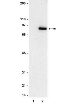 Anti-phospho-STAT3 (Tyr705) Antibody, clone 9E12 clone 9E12, Upstate&#174;, from mouse