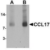 Anti-CCL17 antibody produced in rabbit affinity isolated antibody, buffered aqueous solution
