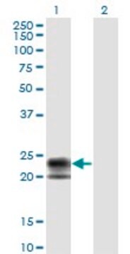 Monoclonal Anti-TNFRSF17 antibody produced in mouse clone 1F10, purified immunoglobulin, buffered aqueous solution