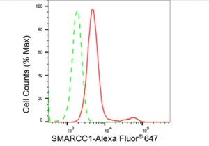 KD-Validated Anti SMARCC1 Antibody, clone 23GB4165, Rabbit Monoclonal clone 23GB4165, recombinant rabbit monoclonal, expressed in HEK293 cells