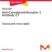 Anti-Cannabinoid Receptor 1 Antibody, CT Chemicon®, from rabbit