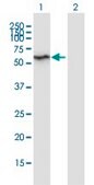 Monoclonal Anti-HSPBAP1 antibody produced in mouse clone 1C4, purified immunoglobulin, buffered aqueous solution