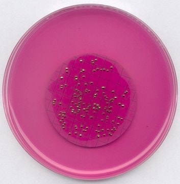 m-ENDO agar LES GranuCult&#174;, APHA, suitable for microbiology, for coliforms
