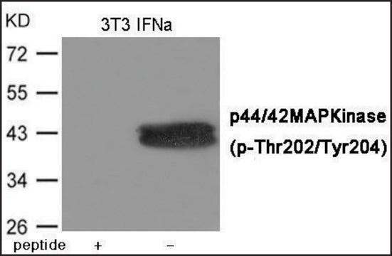 Anti-phospho-ERK1/2 (pThr202/Tyr204) antibody produced in rabbit affinity isolated antibody