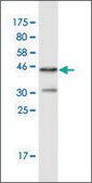 Monoclonal Anti-FHOD1 antibody produced in mouse clone 3F7, purified immunoglobulin, buffered aqueous solution