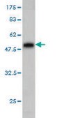 Monoclonal Anti-NKIRAS2 antibody produced in mouse clone 2G9, purified immunoglobulin, buffered aqueous solution