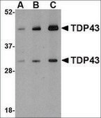 Anti-TDP43 antibody produced in rabbit affinity isolated antibody, buffered aqueous solution