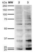 Monoclonal Anti-Hexanoyl-Lysine adduct-PerCP antibody produced in mouse clone 5E8