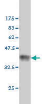 Monoclonal Anti-SH2D3C antibody produced in mouse clone 3D6, purified immunoglobulin, buffered aqueous solution