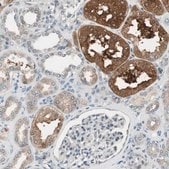 Anti-CGRRF1 antibody produced in rabbit Prestige Antibodies&#174; Powered by Atlas Antibodies, affinity isolated antibody, buffered aqueous glycerol solution