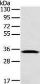 抗-STX11 affinity isolated antibody