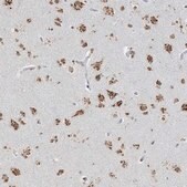 Anti-GPR107 antibody produced in rabbit Prestige Antibodies&#174; Powered by Atlas Antibodies, affinity isolated antibody, buffered aqueous glycerol solution