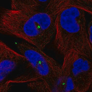 抗-CETN3 兔抗 Prestige Antibodies&#174; Powered by Atlas Antibodies, affinity isolated antibody