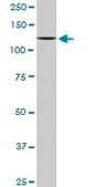 Monoclonal Anti-CAND1, (N-terminal) antibody produced in mouse clone 4D10, purified immunoglobulin, buffered aqueous solution