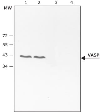 Anti-phospho-VASP [pThr278] antibody produced in rabbit ~0.1&#160;mg/mL, affinity isolated antibody