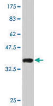Monoclonal Anti-SMARCD3, (C-terminal) antibody produced in mouse clone 5F12, purified immunoglobulin, buffered aqueous solution