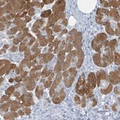 Anti-GAMT antibody produced in rabbit Prestige Antibodies&#174; Powered by Atlas Antibodies, affinity isolated antibody, buffered aqueous glycerol solution