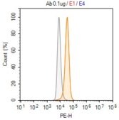 Anti-CD79A Antibody, clone 2C16 ZooMAb® Rabbit Monoclonal recombinant, expressed in HEK 293 cells