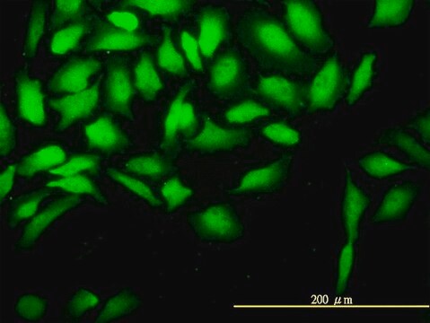 Monoclonal Anti-CKS2 antibody produced in mouse clone 2H5-2C4, purified immunoglobulin, buffered aqueous solution