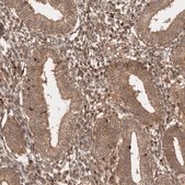 Anti-FAM221A antibody produced in rabbit Prestige Antibodies&#174; Powered by Atlas Antibodies, affinity isolated antibody, buffered aqueous glycerol solution, Ab2