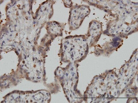 Monoclonal Anti-NT5C2 antibody produced in mouse clone 3C1, purified immunoglobulin, buffered aqueous solution