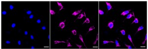 KD-Validated Anti TSFM Antibody, clone 23GB4710, Rabbit Monoclonal clone 23GB4710, recombinant rabbit monoclonal, expressed in HEK293 cells